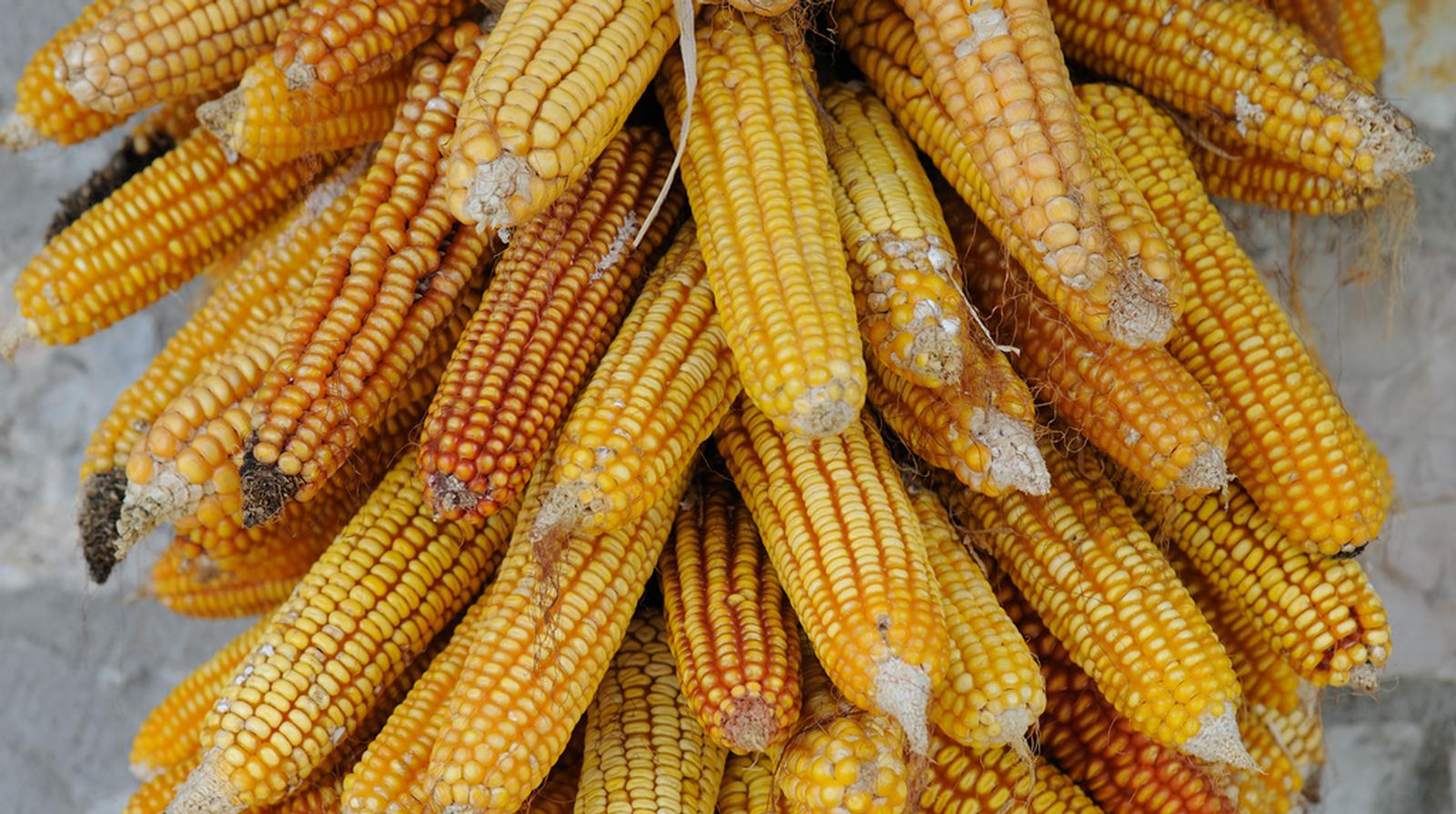 Impact of Improved Maize Adoption on Welfare of Farm Households in ...